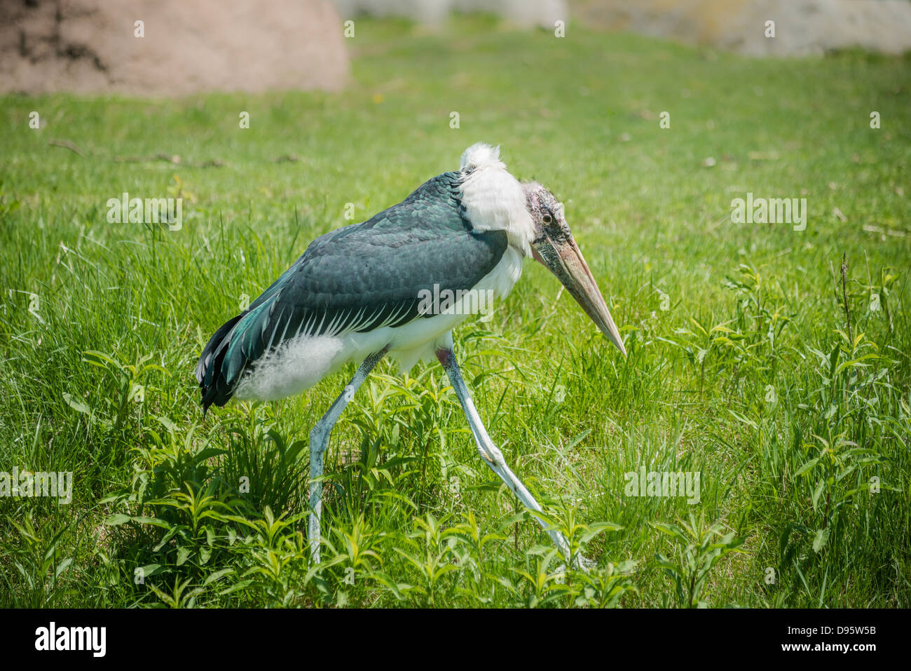 Black And White African Stork High Resolution Stock Photography And Images Alamy