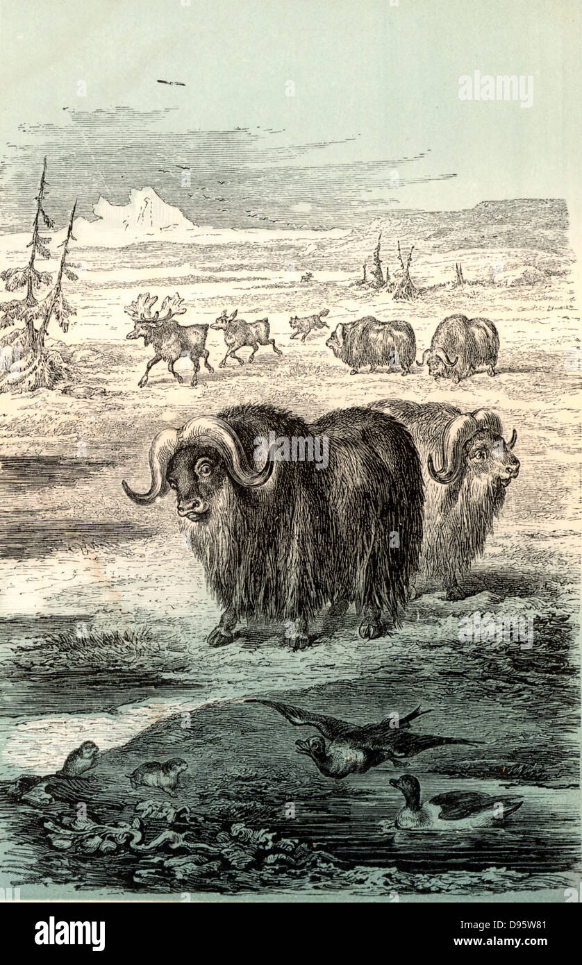 Musk Ox (Ovibos moschatus), large mammal of the Arctic regions of Alaska, Canada and Greenland.  Chromoxylograph from 'The Polar World' by G Hartwig (London, 1874). Stock Photo