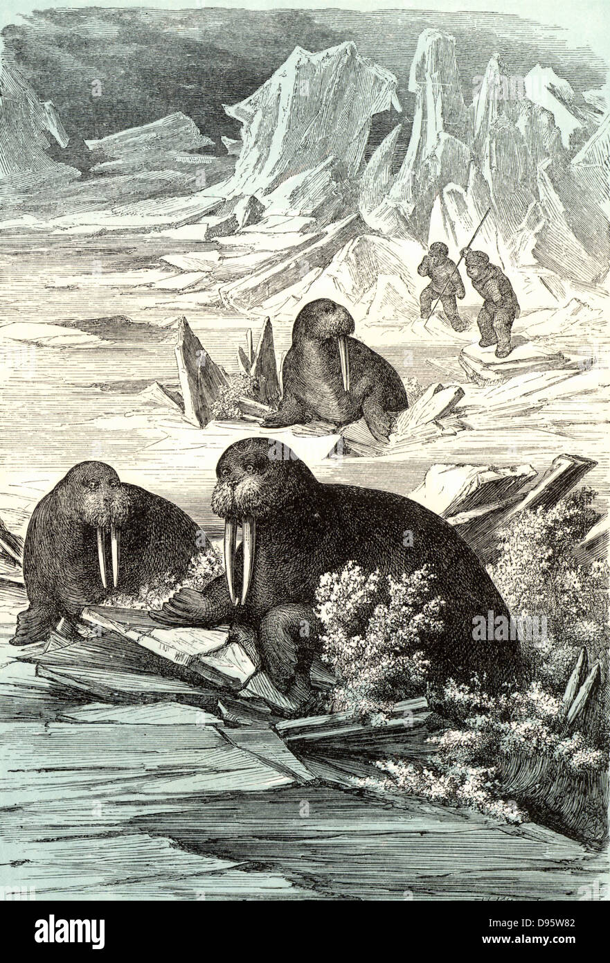 Hunting Walrus. Walrus (Odobenus rosmarus), large semi-aquatic mammal native to Arctic regions was hunted for its flesh, hide and its ivory tusks.  Chromoxylograph from 'The Polar World' by G Hartwig (London, 1874). Stock Photo