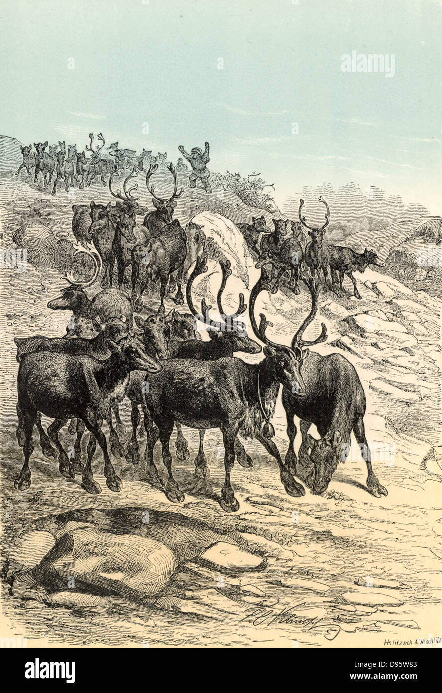 Reindeer (Rangifer trandus) Arctic and Subarctic deer herded for its meat, milk and use as a draught animal.  Chromoxylograph from 'The Polar World' by G Hartwig (London, 1874). Stock Photo