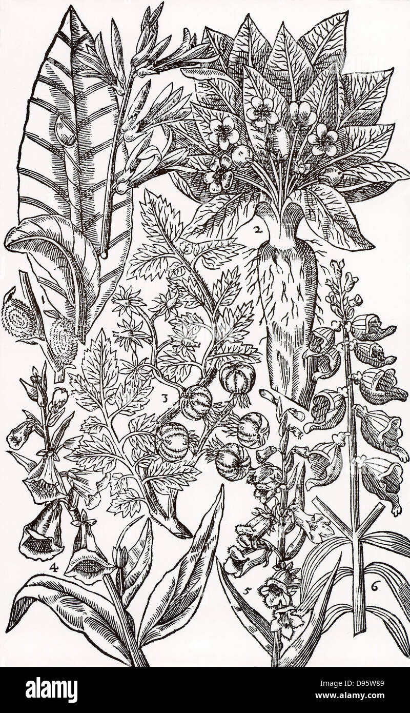 Mandrake (2) and Foxgloves (4,5,6).  Although poisonous, these plants have medicinal uses when properly prepared and prescribed.  Woodcut from 'Paradisi in Sole Paradisus Terrestris' by John Parkinson (London, 1629). Stock Photo