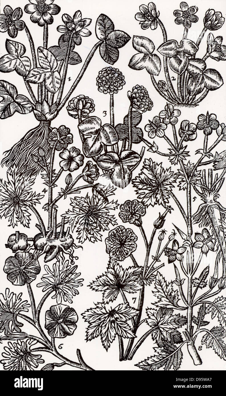 Doctrine of the Signatures, the theory of medicine that like cures like.  Varieties of Hepatica (Liverwort) - 1,2,3 - and Geranium.  The leaves of Hepatica were thought to resemble the liver, and were used to 'coole and strengthen that organ'.   According to Camerarius, Geraniums were 'a singular remedy against the Stone both in the reines (kidneys) and bladder'.  Woodcut from 'Paradisi in Sole Paradisus Terrestris' by John Parkinson  (London, 1629). Stock Photo