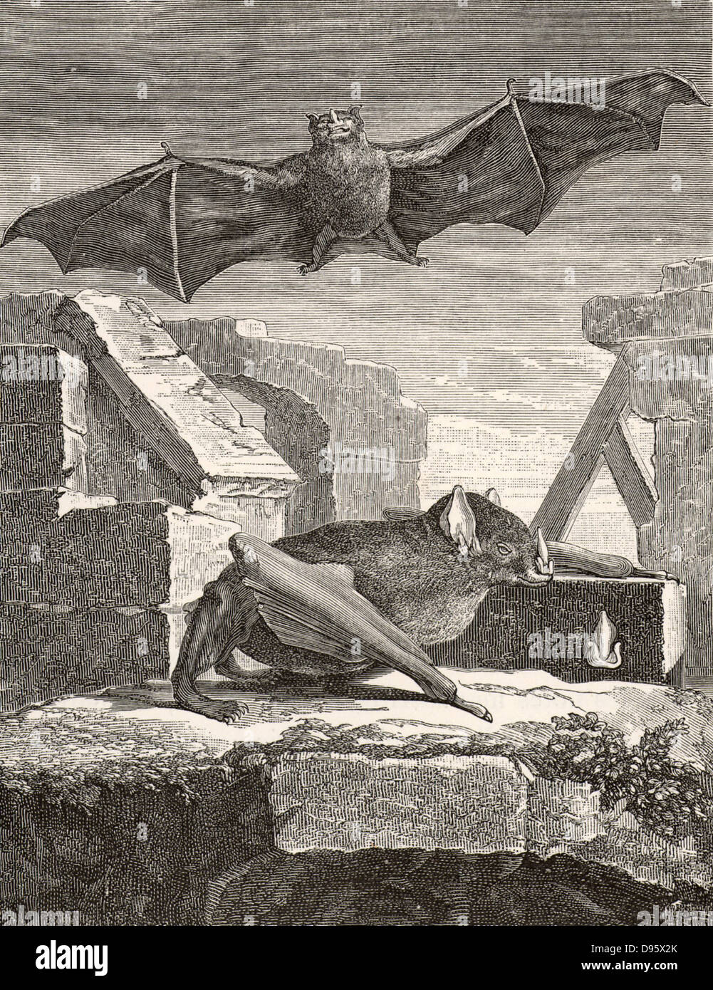 The Great Vampire Bat from Guyana. Engraving from 'Histoire Naturelle' by George-Louis Leclerc, Comte de Buffon  (Paris, 1749-1767). Stock Photo