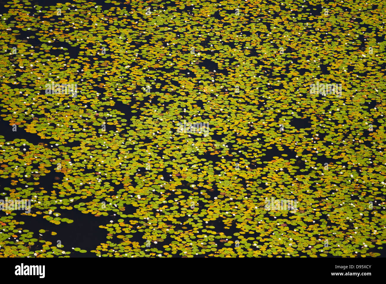 Water lily and lilies hires stock photography and images Alamy