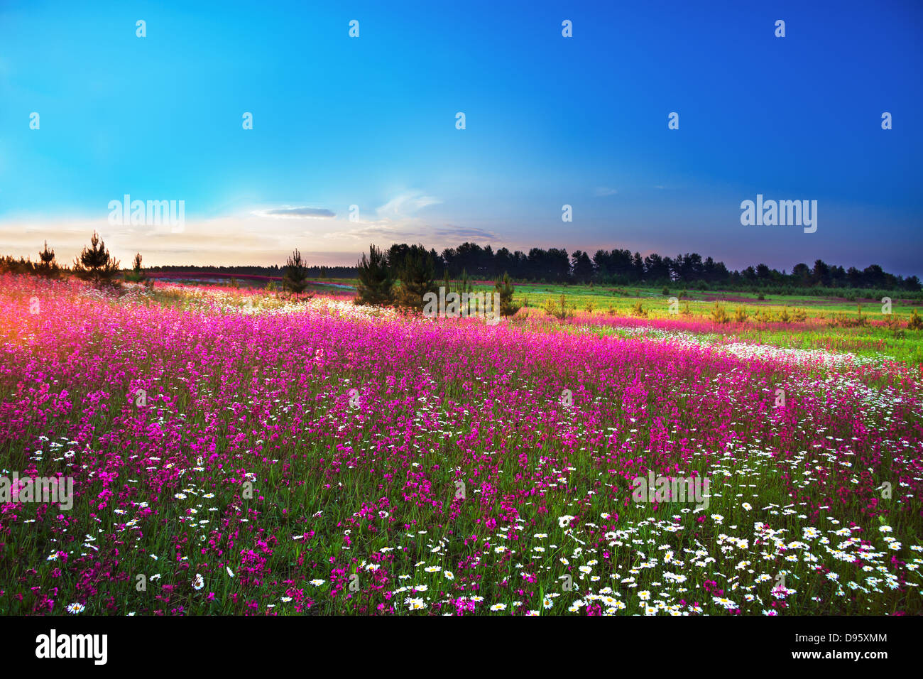 sunrise over a blossoming field Stock Photo - Alamy
