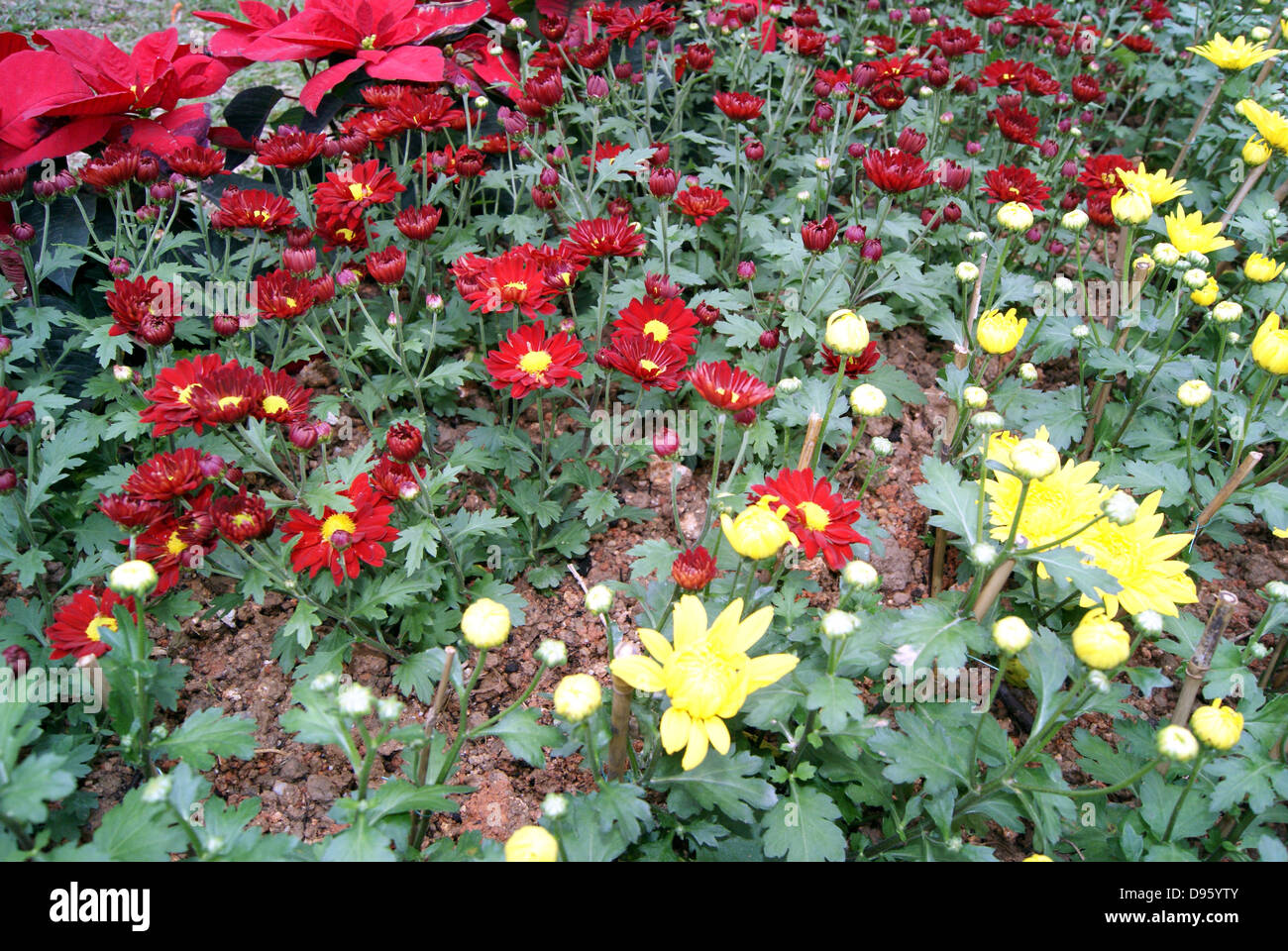 The red chrysanthemums, bright and beautiful, in the garden Stock Photo