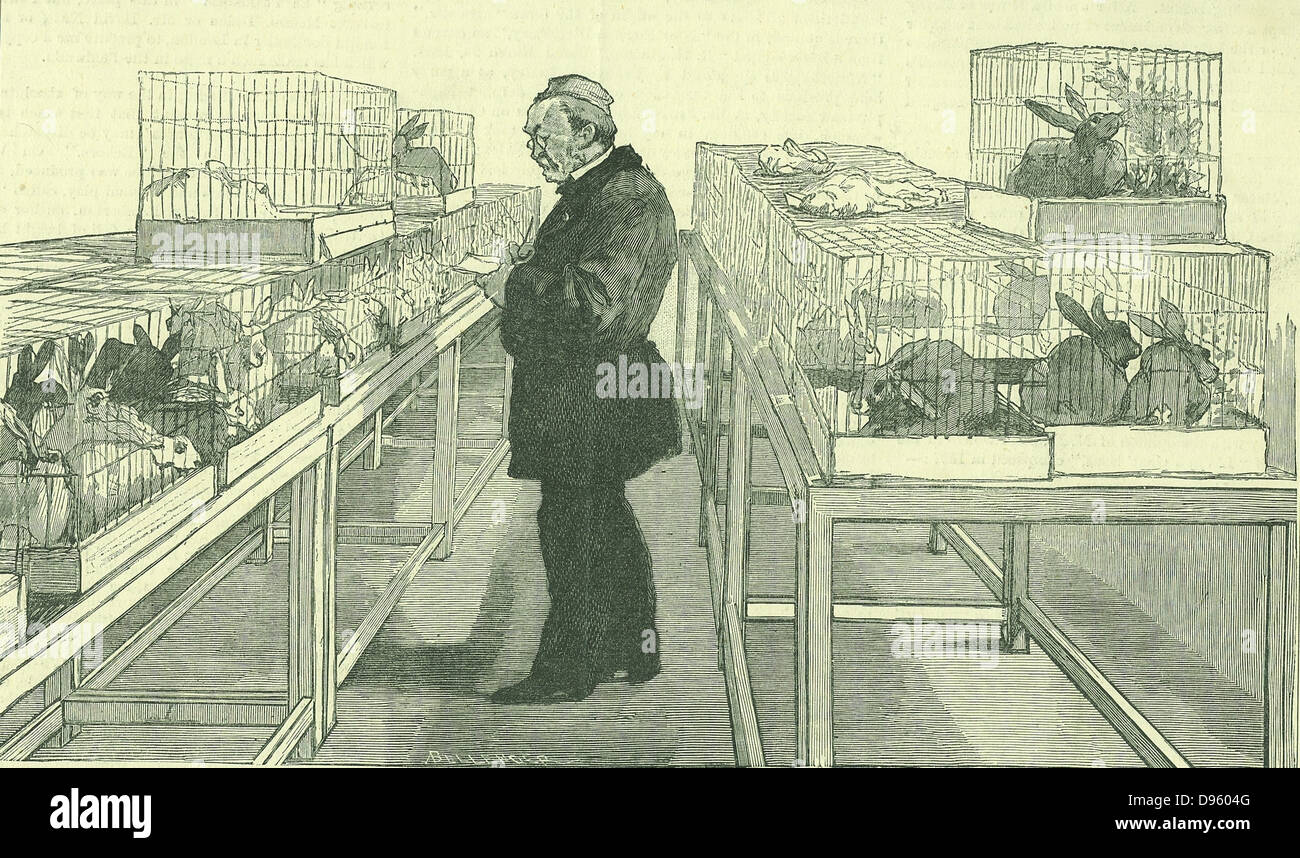 Louis Pasteur (1822-1895) French chemist, in his laboratory at the Ecole Normale, Paris, during his work on hydrophobia.  Around him are cages full of the rabbits he used during his experiments.  From 'The Illustrated London News',  London,  21 June 1884. Stock Photo