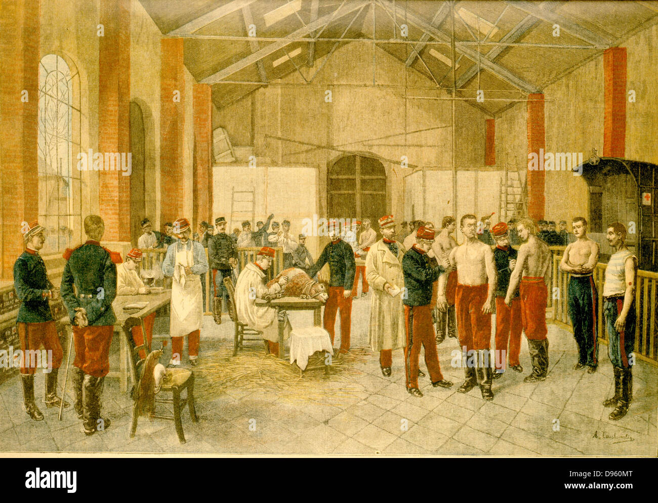 French armyt recruits being vaccinated with Cowpox to protect them from the more virulent infection, Smallpox. A Heffer is lying on the table and a shaven portion of her stomach has been infected with Cowpox and the infection is being transferred to the arms  of the recruits. c1895. Stock Photo