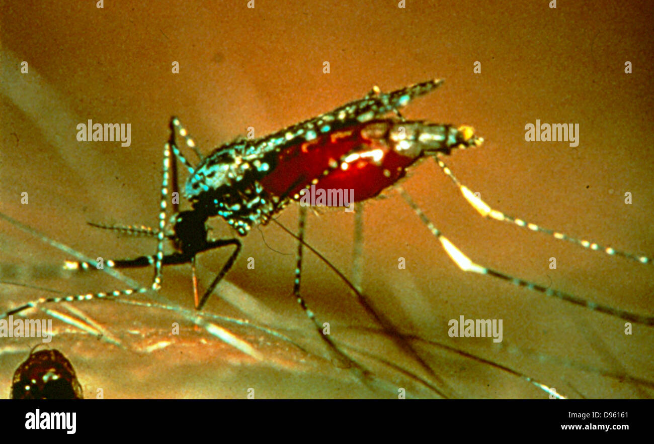 Research on Malaria, World Health Organisation/Institut Pasteur. Female mosquito with body swollen with blood of person she has bitten.  It is at this stage that the Malaria parasite is passed to the victim. Stock Photo