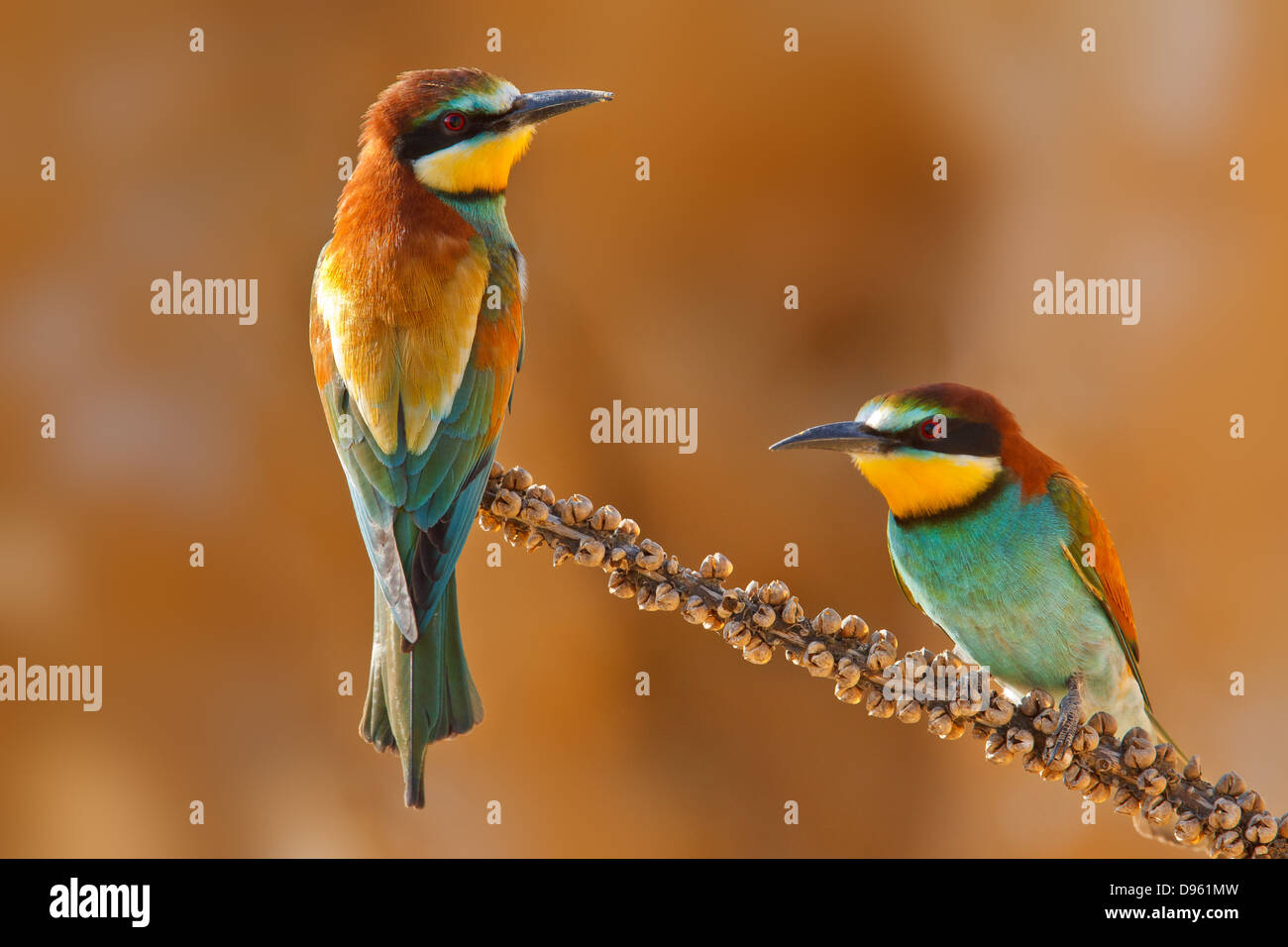 European bee-eater couple on a branch, Merops apiaster. Shallow depth of field and bakground blurred Stock Photo