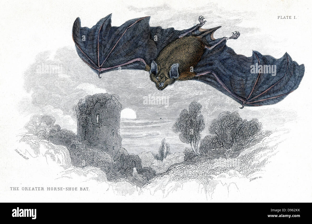 Greater Horseshoe Bat (Rhinolophus ferrumequinum) Distribution Europe