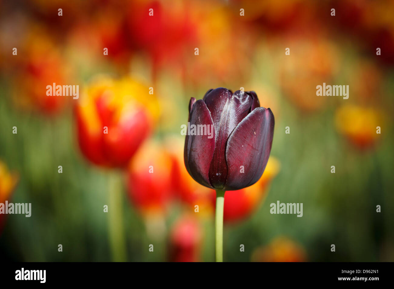 Single deep crimson red tulip head set against out of focus background of red and yellow tullips Stock Photo