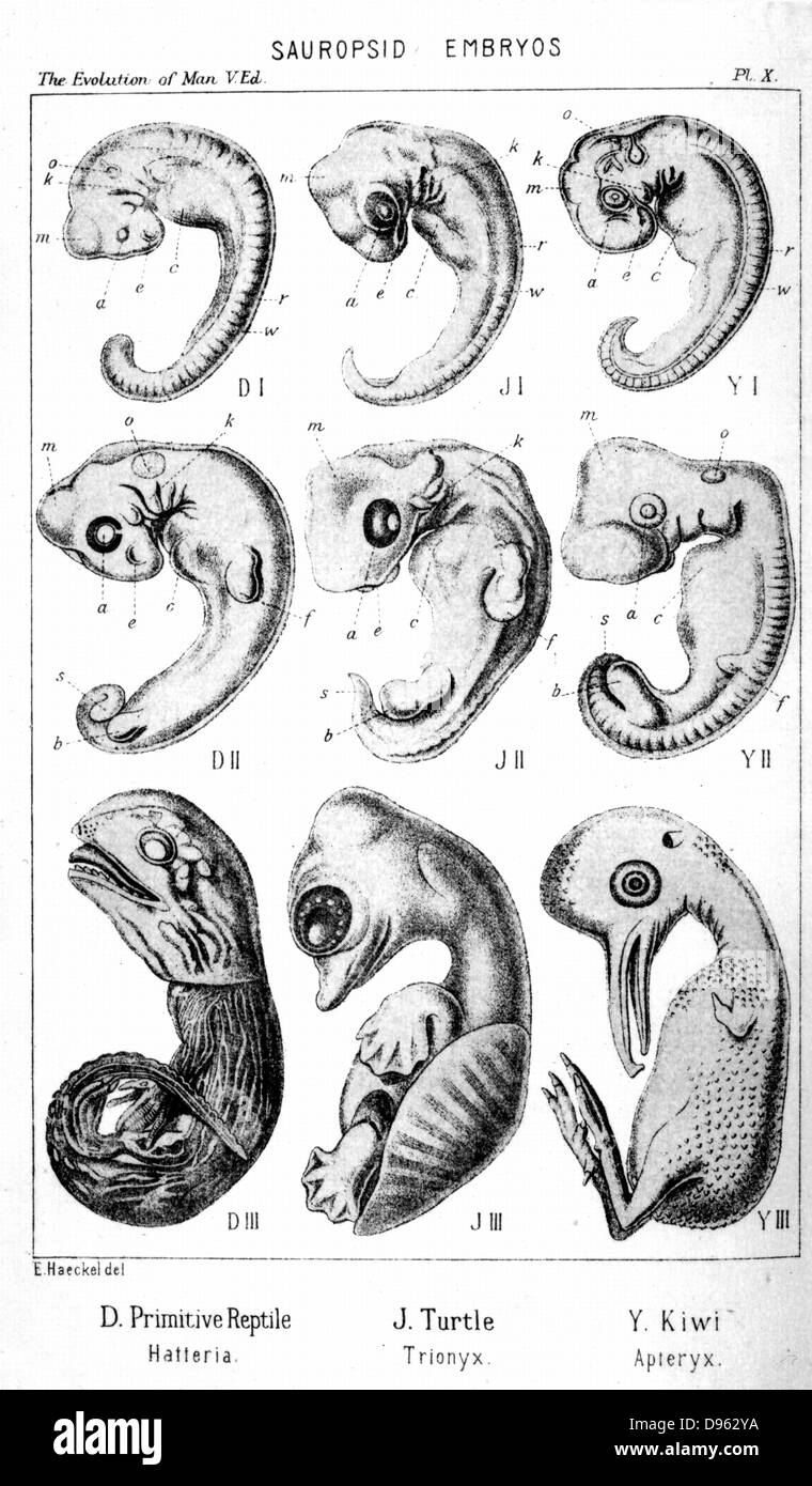 Sauropsid embryos. From Ernst Haeckel 'The Evolution of Man', fifth edition, London, 1910 Stock Photo