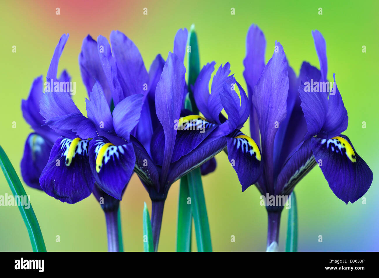A row of dwarf iris flowers, Purple Gem Stock Photo