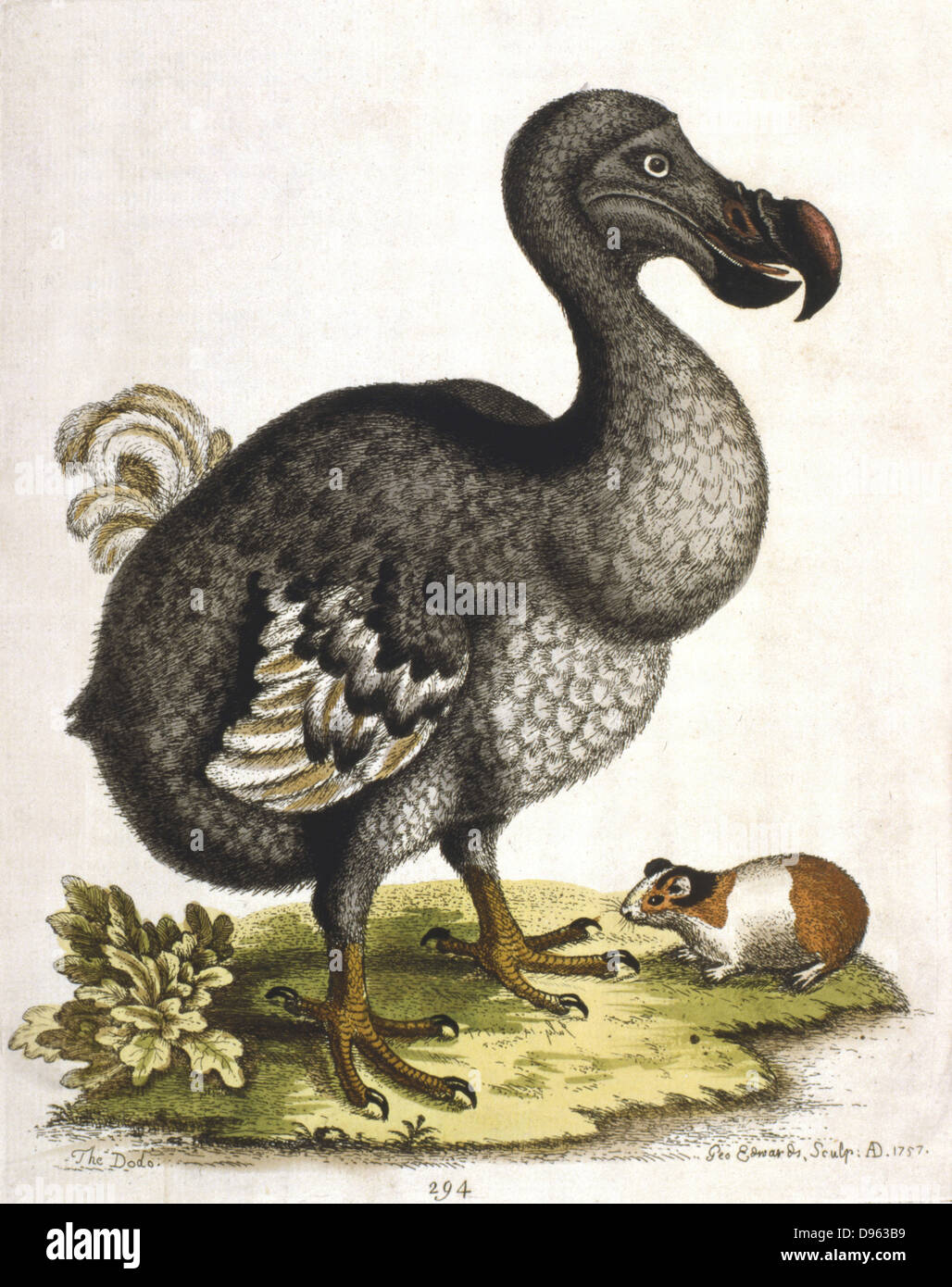 Dodo - Didus ineptus, extinct bird from Madagascar. From G. Edwards 'A Natural History of Uncommon Birds .......', London, 1750 Stock Photo