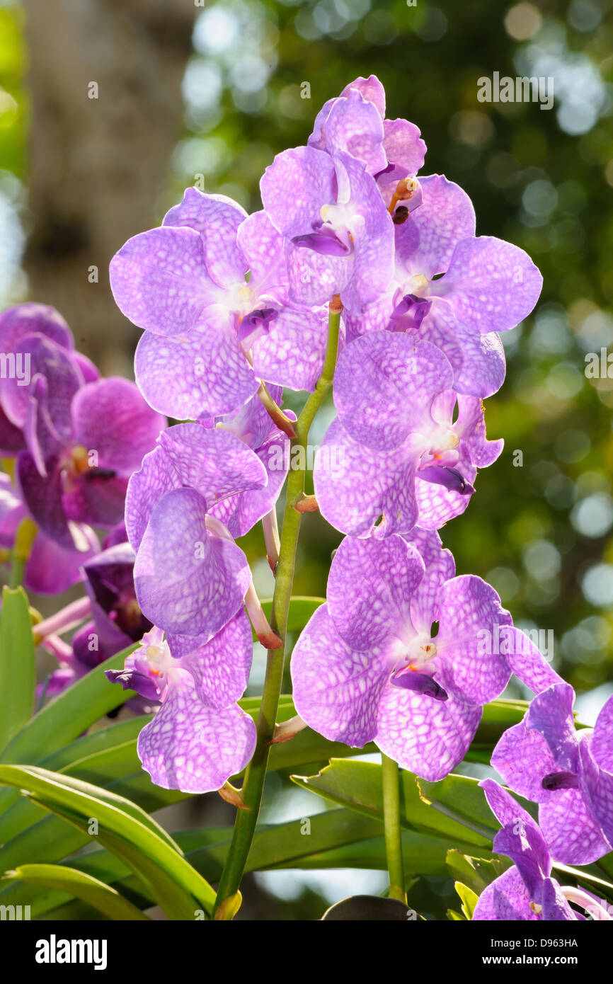 Forest orchid The scientific name :Vanda Emma van Deventer in rain forest, Thailand. Stock Photo