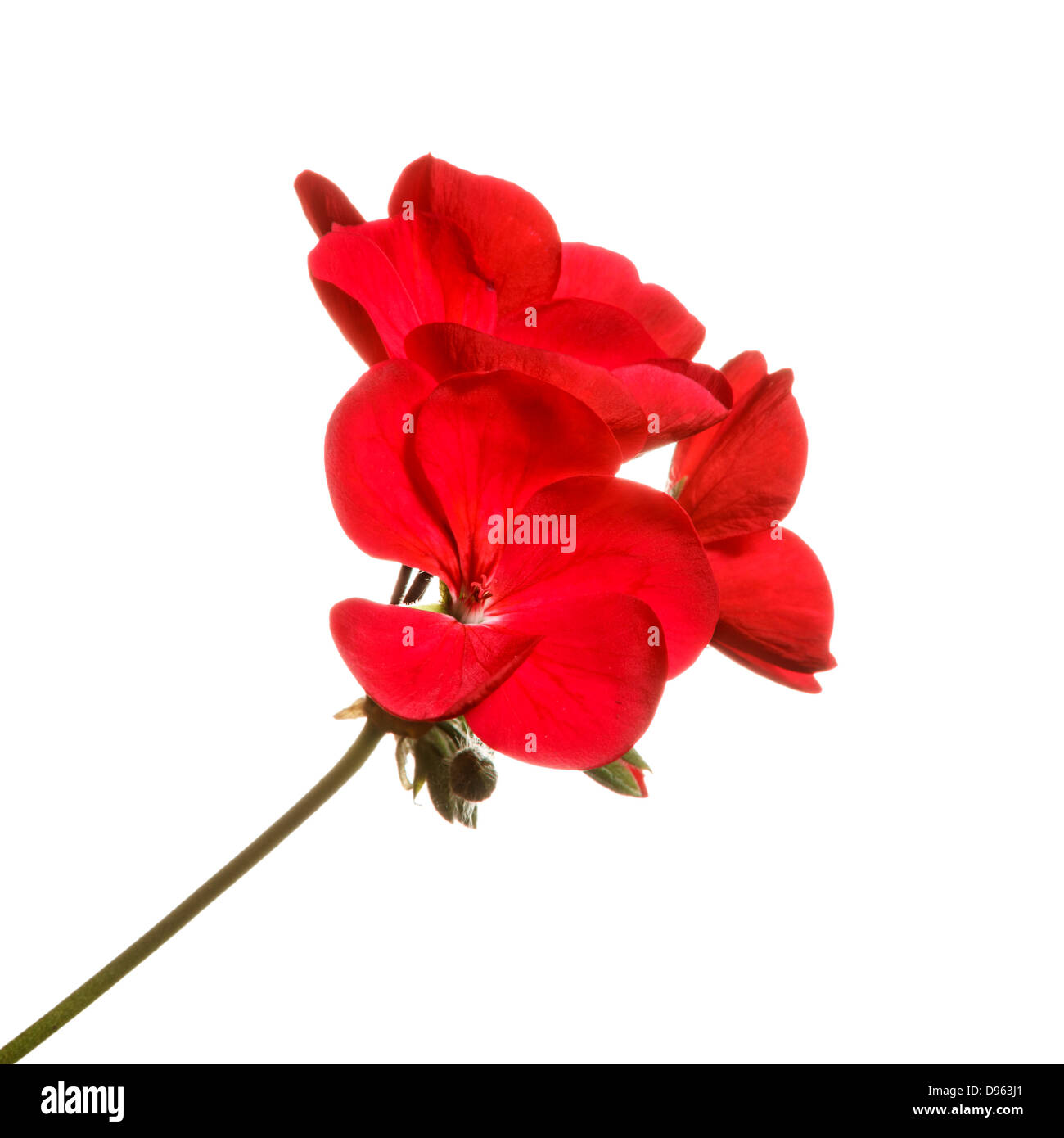 Red geranium flower set against pure white background Stock Photo