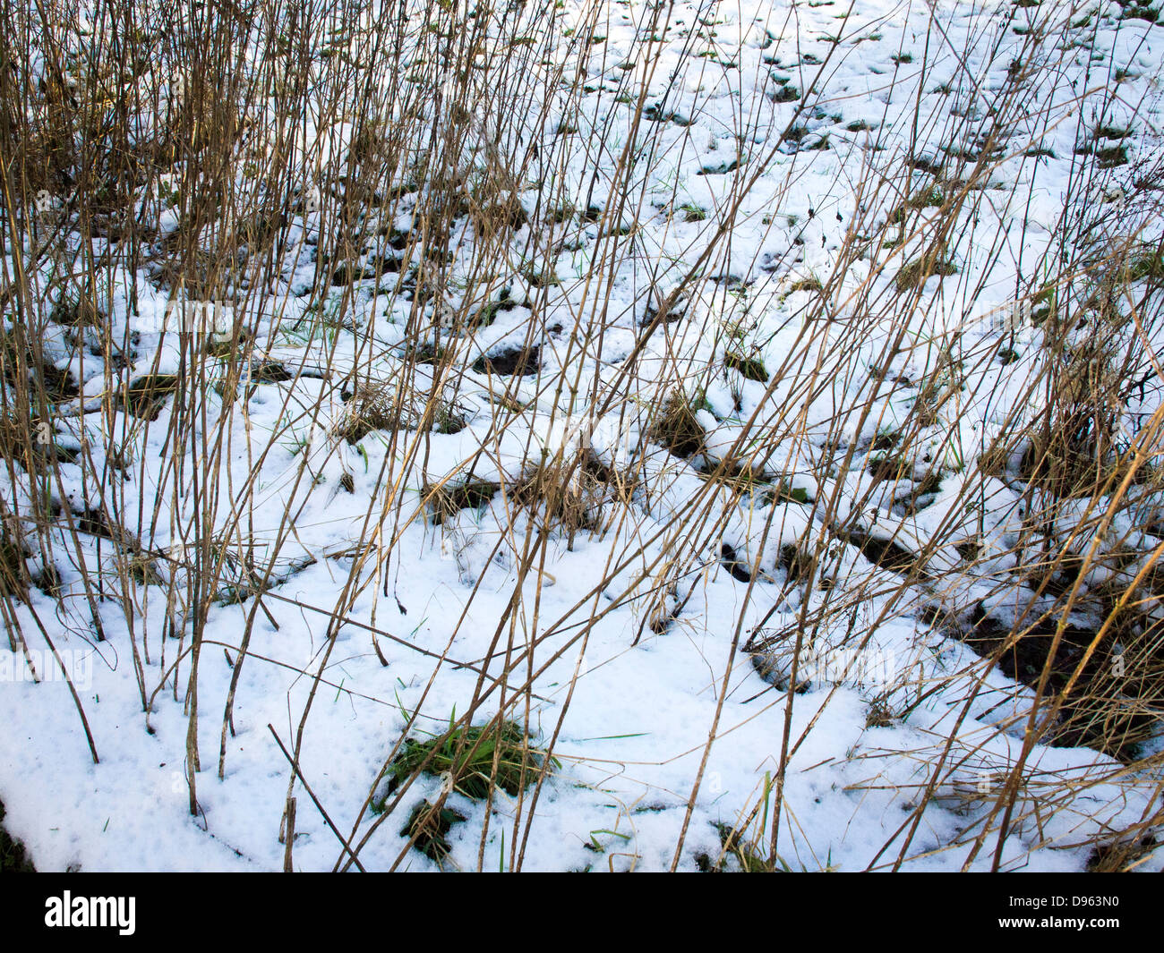 Tall dried grasses showing through melting snow Stock Photo Alamy