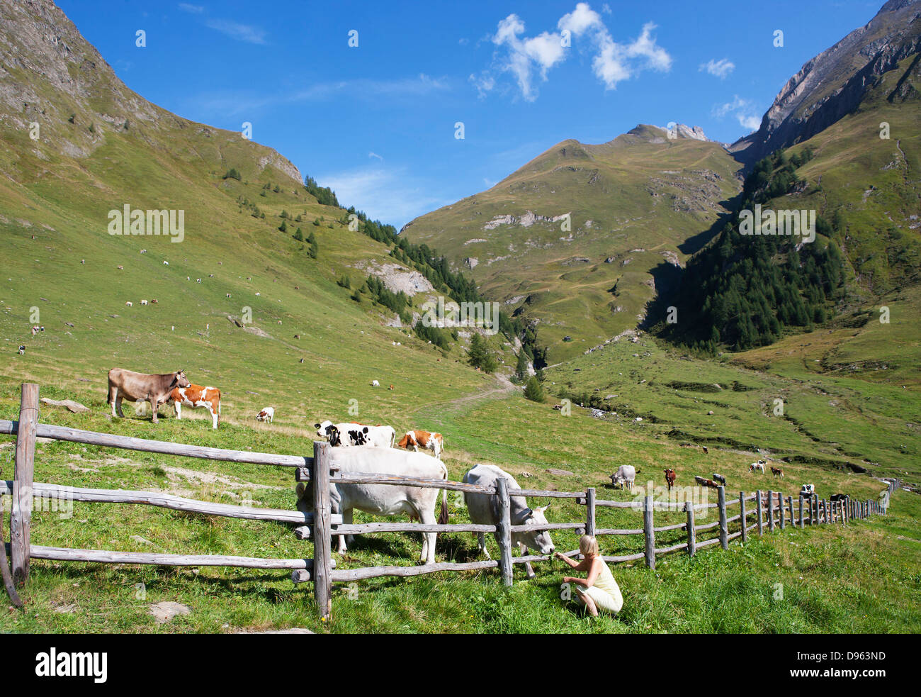 Italy, View of Pfunderer Berge with hiker feeding cow Stock Photo