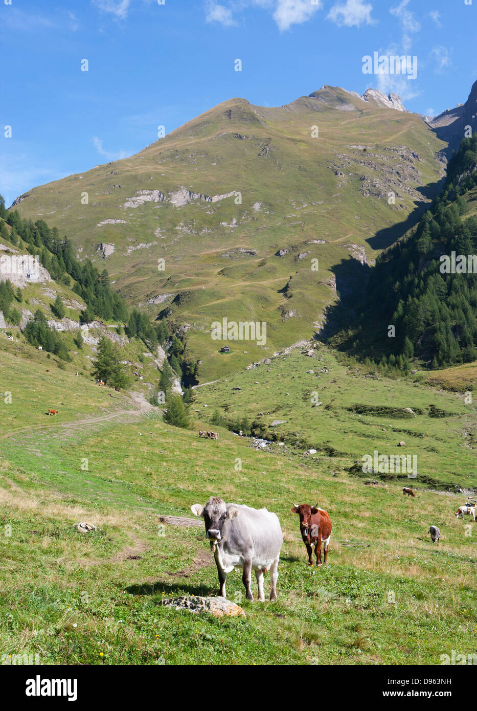 Italy, View of Pfunderer Berge with cows walking in meadow Stock Photo