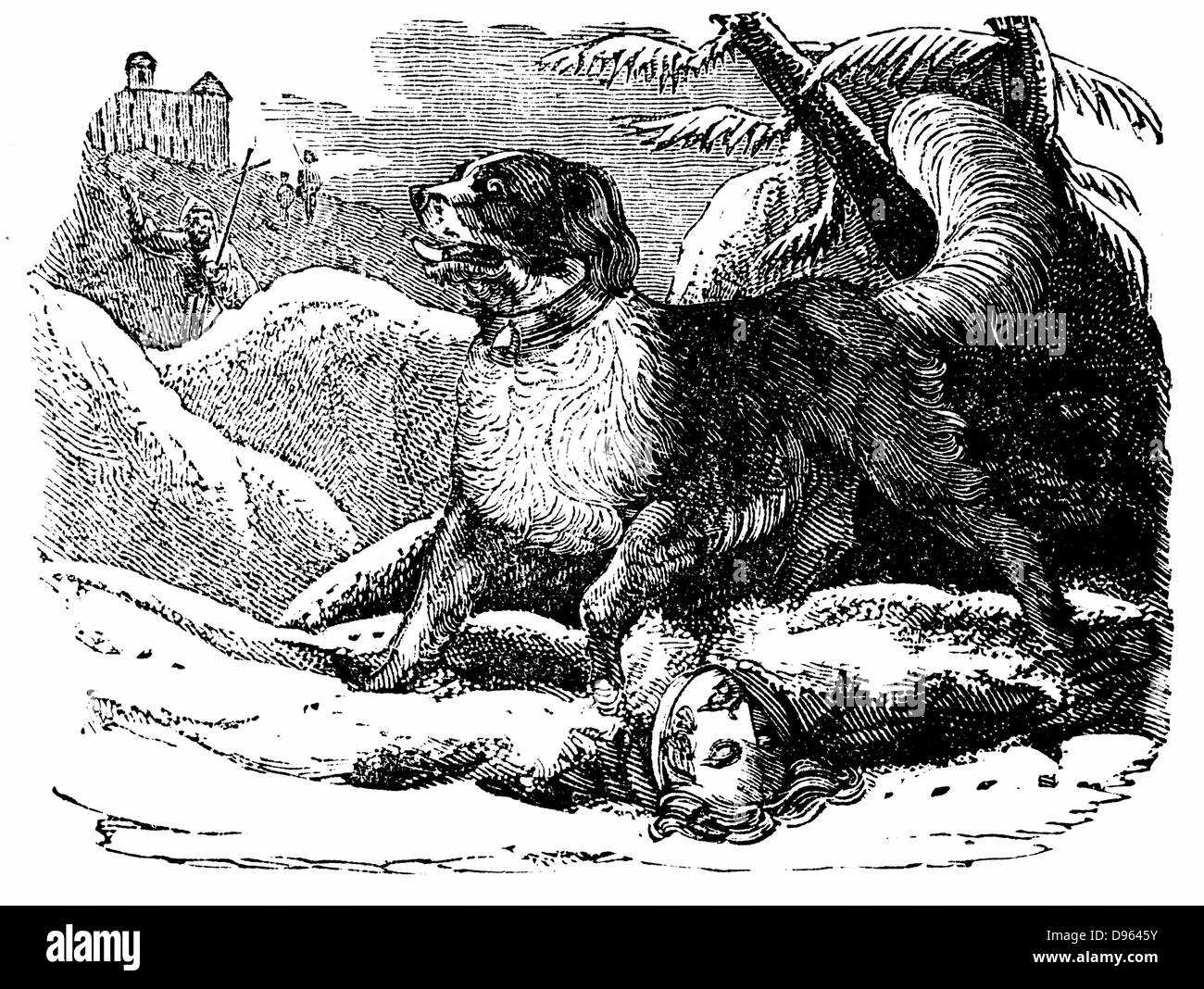 Dog from the Hospice of St Bernard finding a traveller in the snow.  Named for Bernard of Menthon (fl 1081) who built two mountain rest houses in the Alps.  Wood engraving c1840 Stock Photo