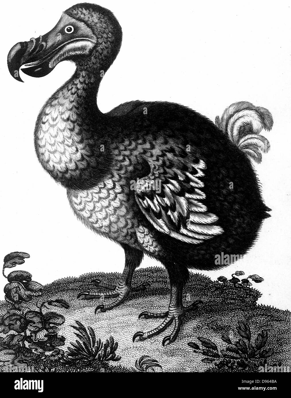 Dodo - Raphus cucullatus, formerly Didus ineptus - extinct flightless bird from Madagascar. First observed by Portuguese sailors in about 1507, by 1681 the Dodo was extinct due to a combination of circumstances including killing for food by men, introduction of animlas such as the rat, and destruction of habitat. Copperplate engraving 1804. Stock Photo