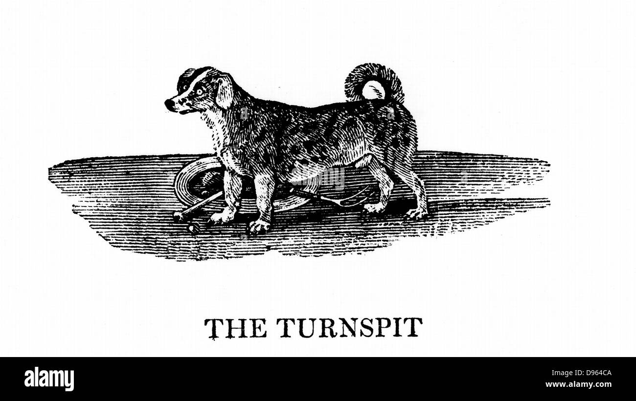 Turnspit dog. These short-legged dogs were bred especially to work in wheels turning cooking spits. By 1800 the breed had almost disappeared.  From 'A General History of Quadrupeds' by Thomas Bewick (Newcastle upon Tyne, 1790). Wood engraving. Stock Photo