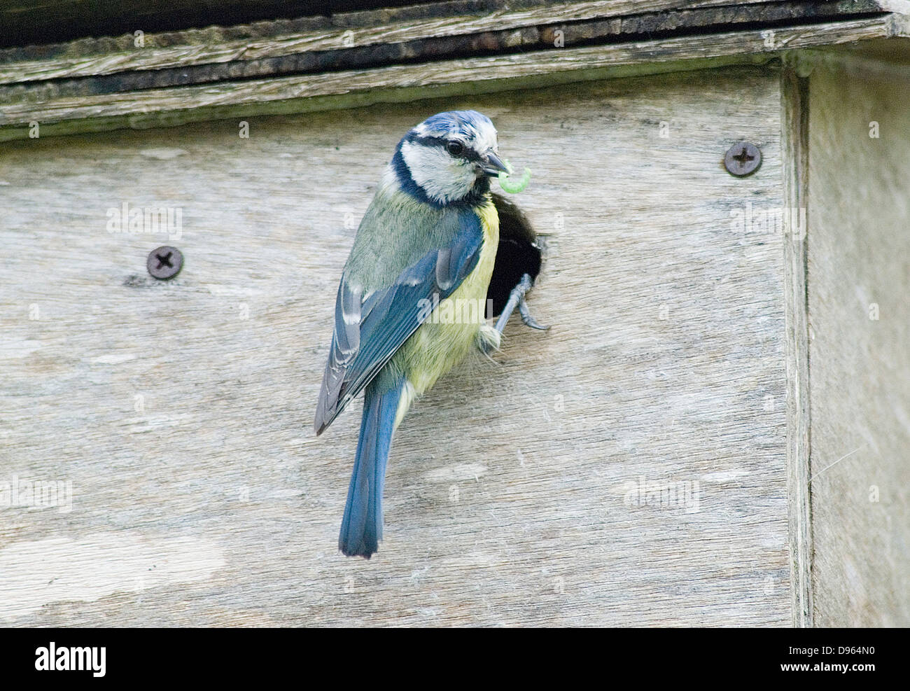 Adult Blue Tit with caterpillar on nest box Stock Photo