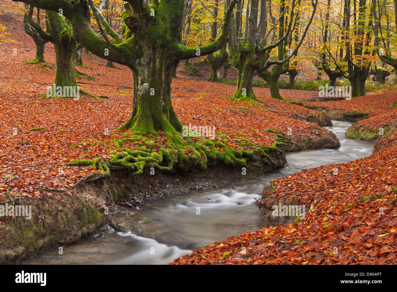 The falling leaves colors the autumn season in the forest. Otzarreta beech forest, Gorbea Natural Park, Bizkaia, Spain Stock Photo