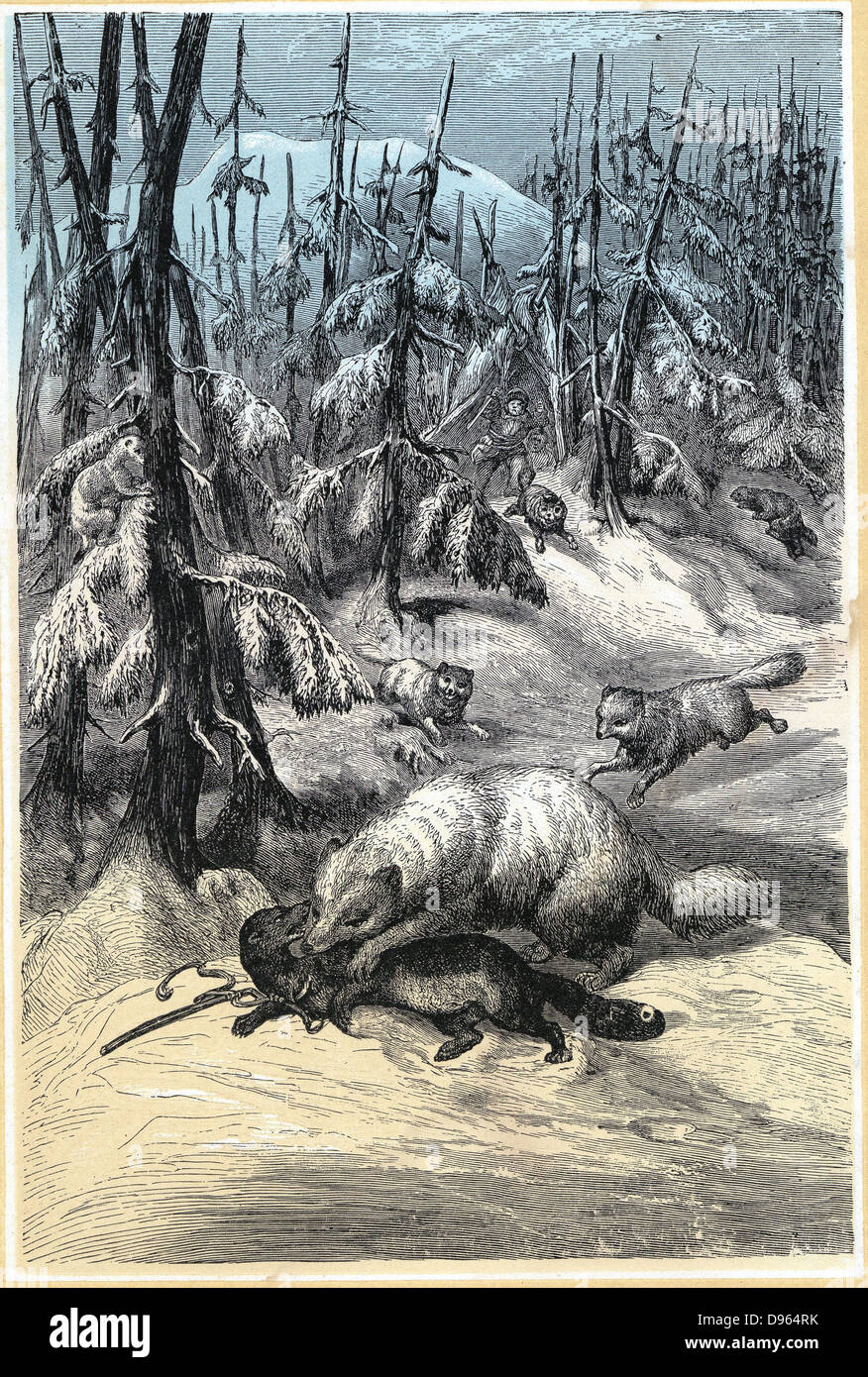 Fur Animals of the Arcitc:  Arctic Fox attacking trapped Sable while, in the background, the trapper rushes to scare off the foxes in the hope of saving a valuable pelt. Chromoxylograph. from G Hartwig 'The Polar World', London, 1874 Stock Photo