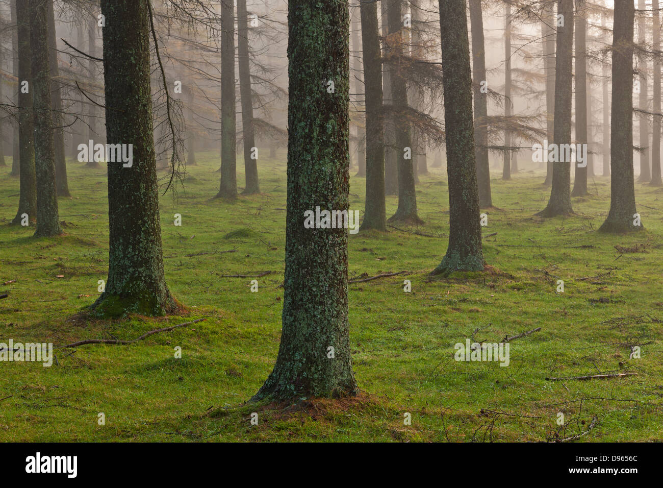 European larch forest, Gorbea Natural Park, Bizkaia, Spain Stock Photo