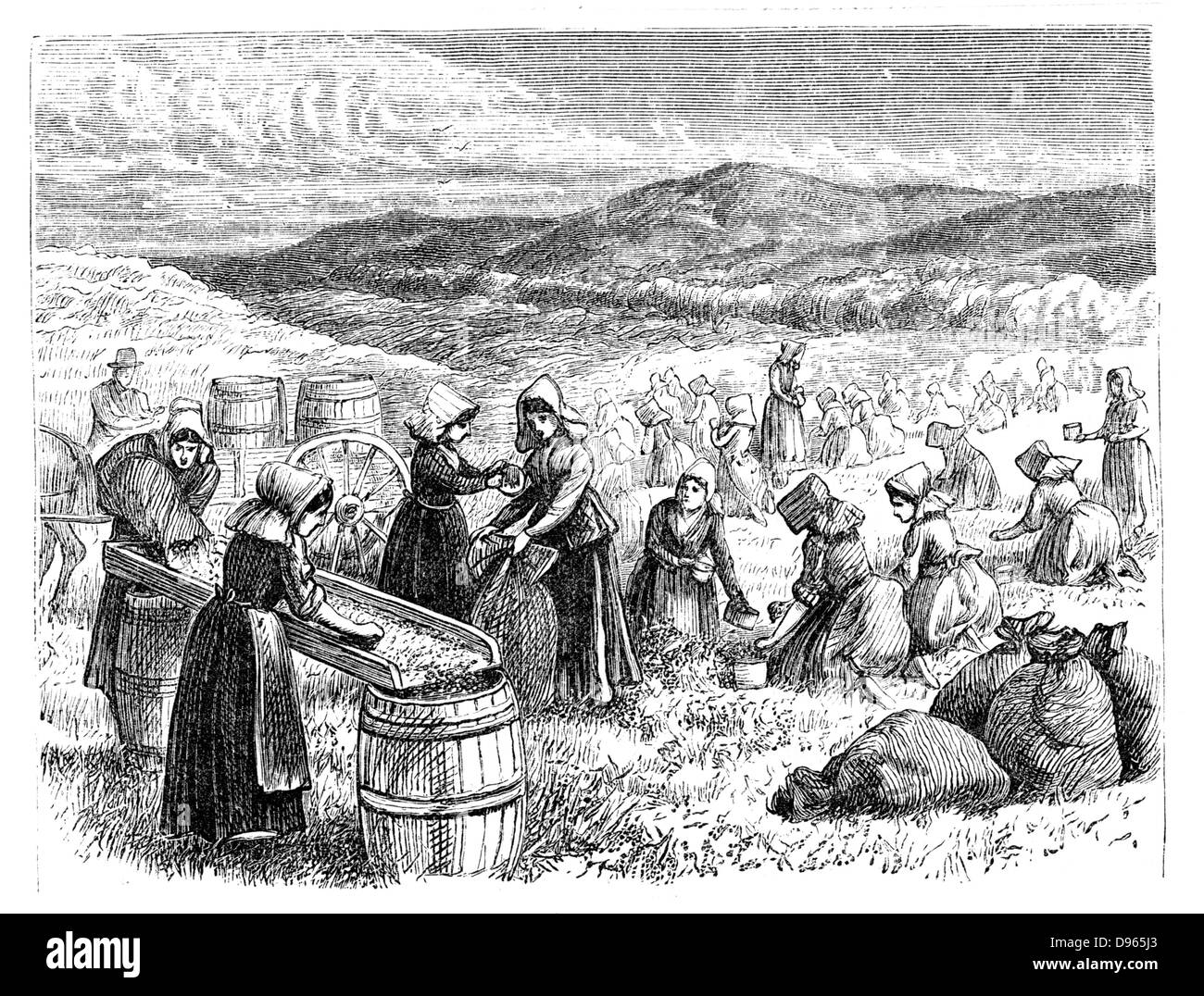 Cape Cod women picking and sorting Cranberries, one of the most important products of the area. Wood engraving from 'Harper's Monthly', New York, 1875 Stock Photo