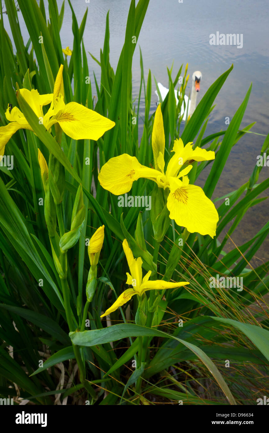 Yellow Iris on shore of Whitlingham Braod iris pseudacorus Stock Photo