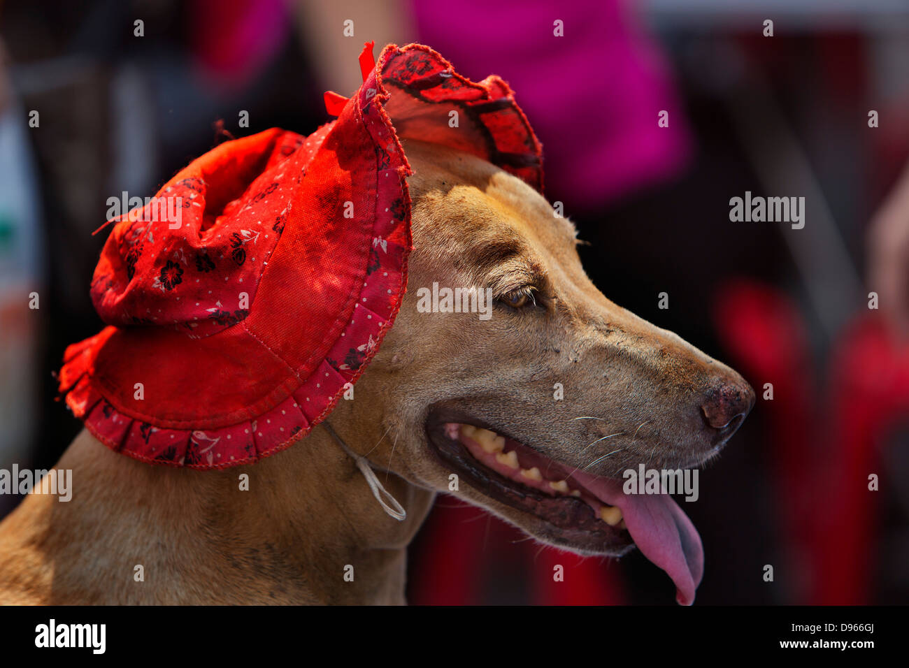 Dressed up dog in a red bonnet in the Chinese New Year Celebrations Stock Photo