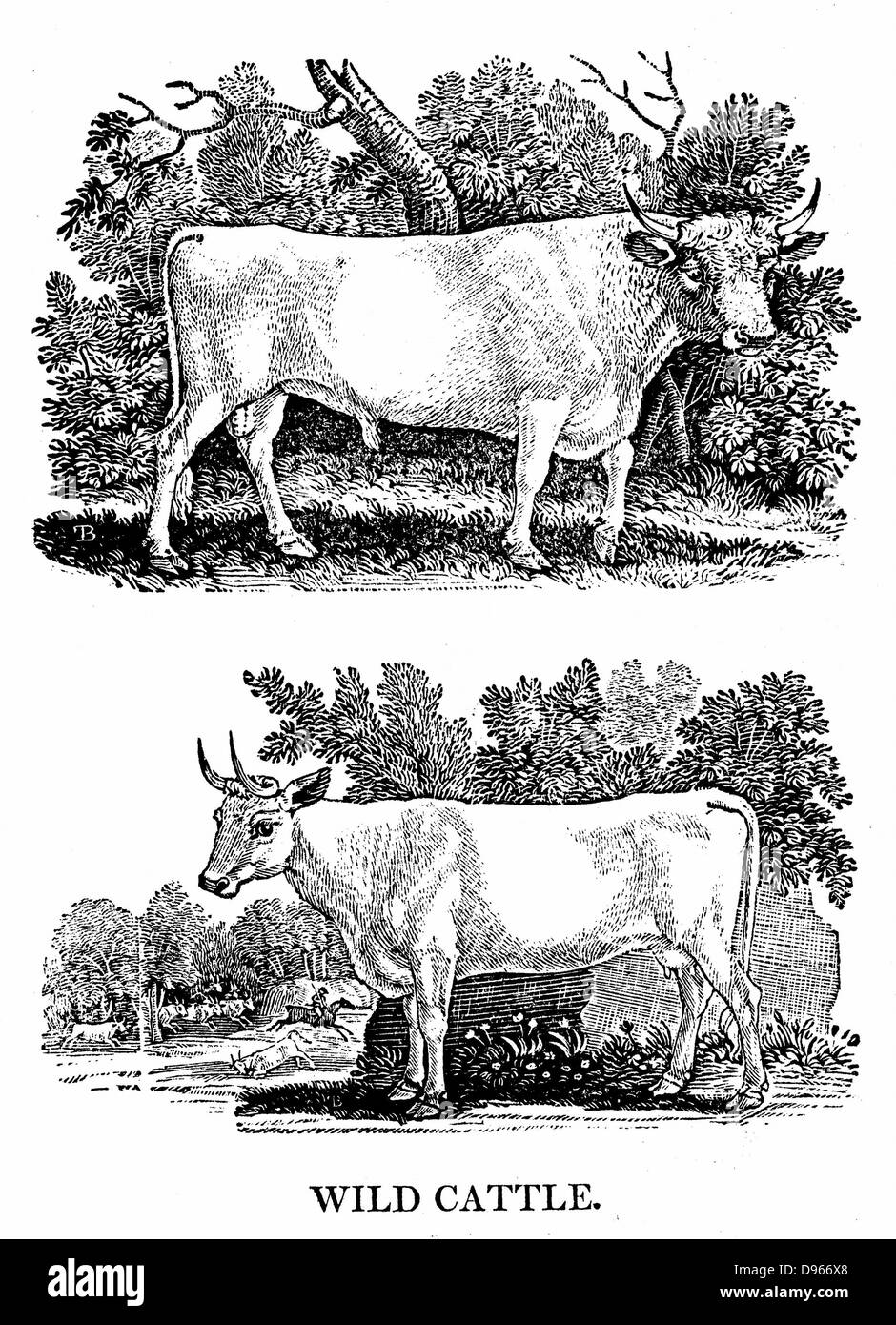 British Wild  or Park Cattle. From Thomas Bewick 'A General History of Quadrupeds', Newcastle-upon-Tyne, 1790.  Ancient breed surviving in a few small herds in Britain through having been enparked centuries ago. Bull and cow. Wood engraving Stock Photo