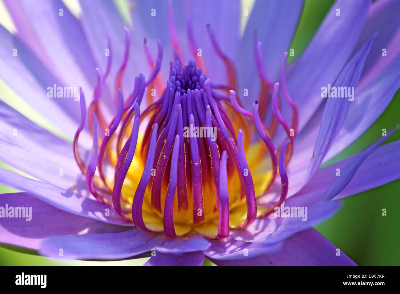 Lotus blossom Stock Photo Alamy