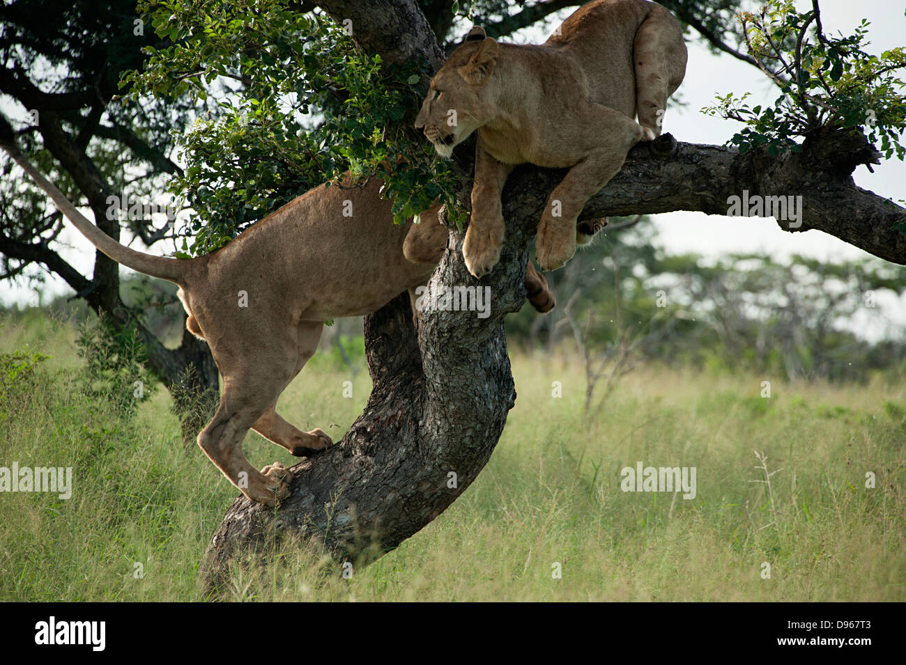 Lions in tree surveying game reserve. South Africa. Stock Photo