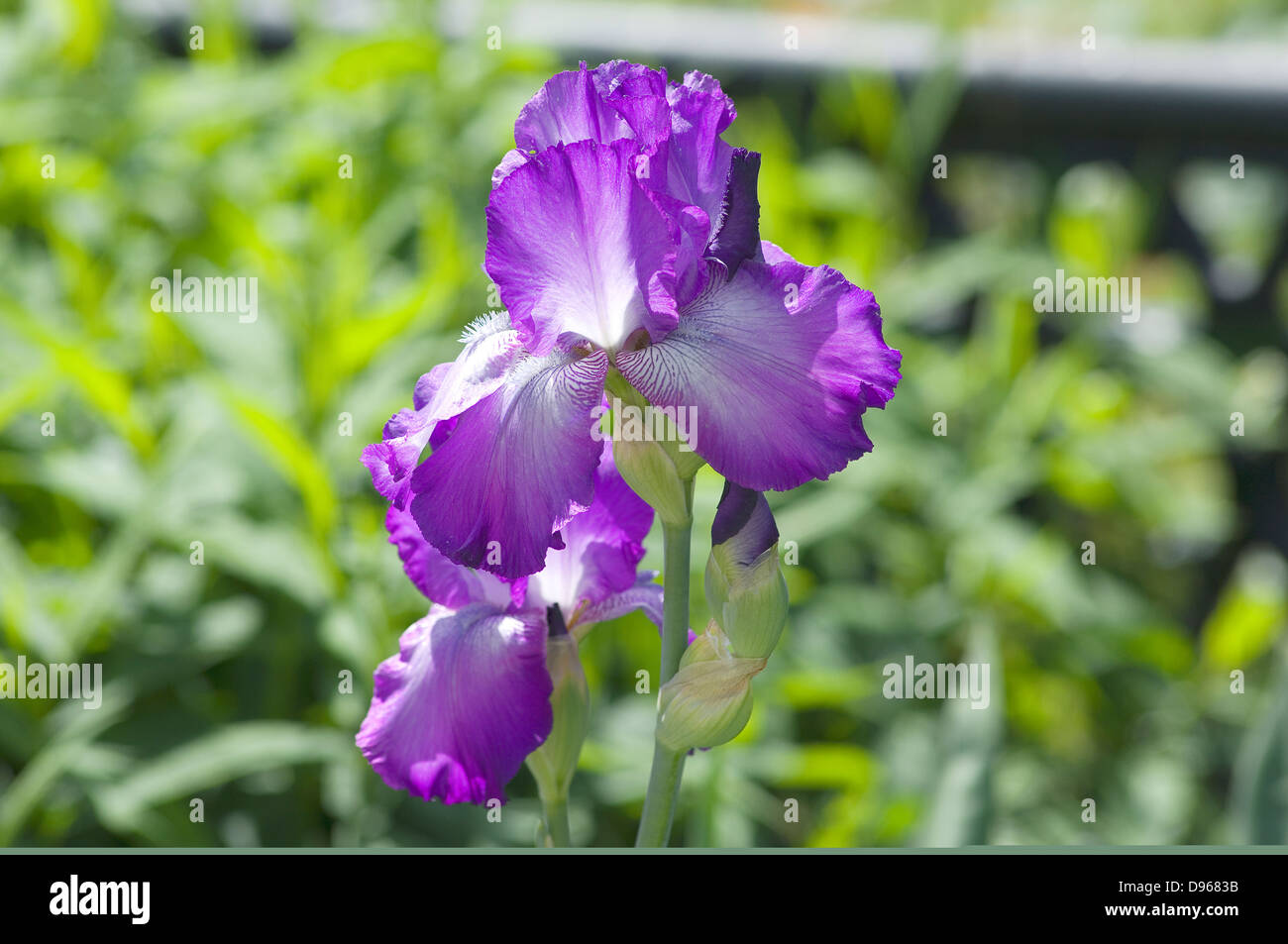Iris is a genus of flowering plants with showy flowers Stock Photo Alamy