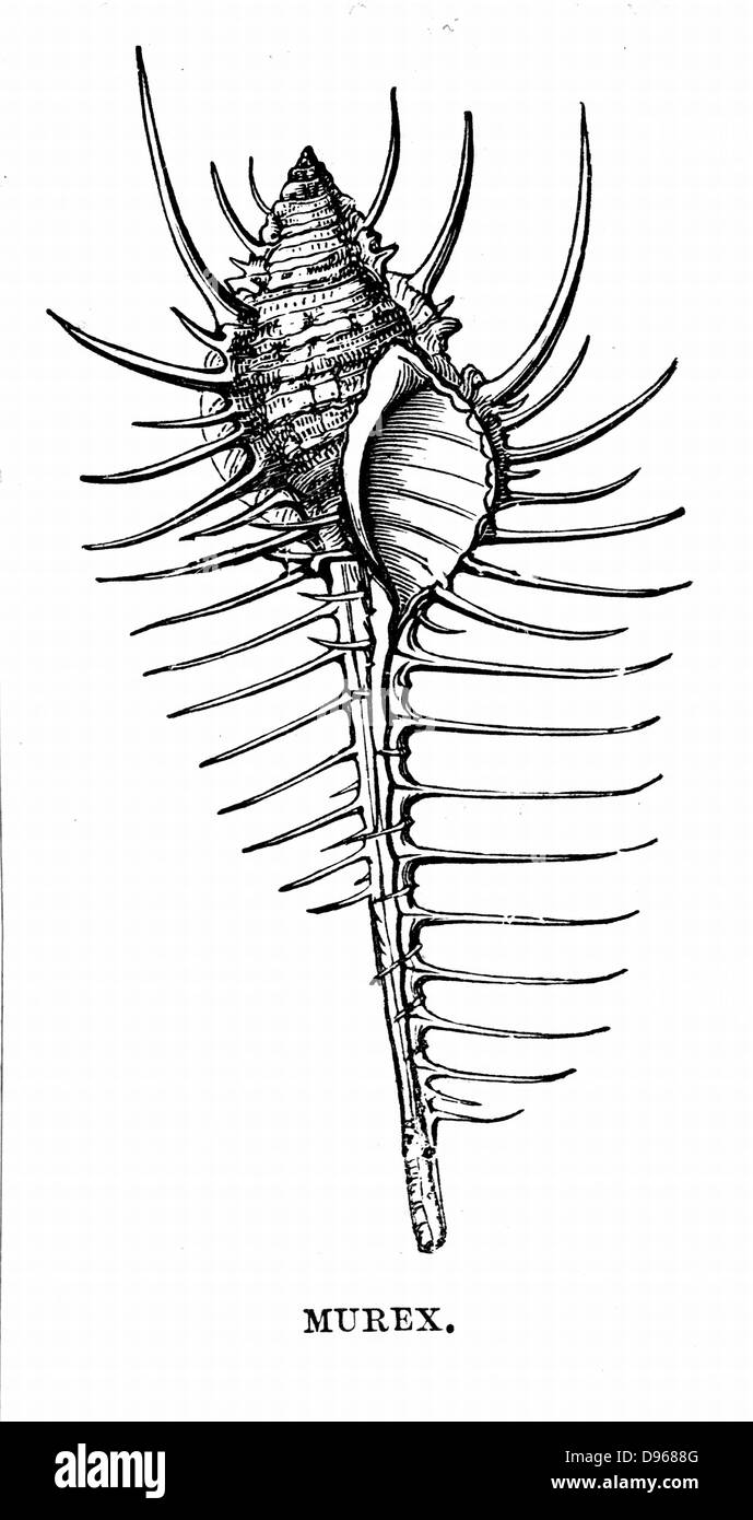 Murex. The mollusc which inhabited this shell was the source of Tyrian Purple dye. Engraving c1890 Stock Photo