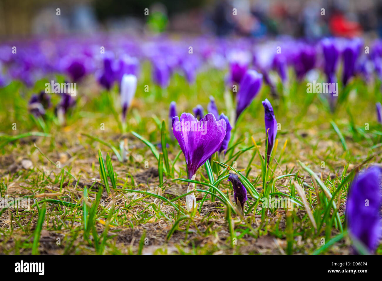 Purple crocus sign of spring hi-res stock photography and images - Alamy
