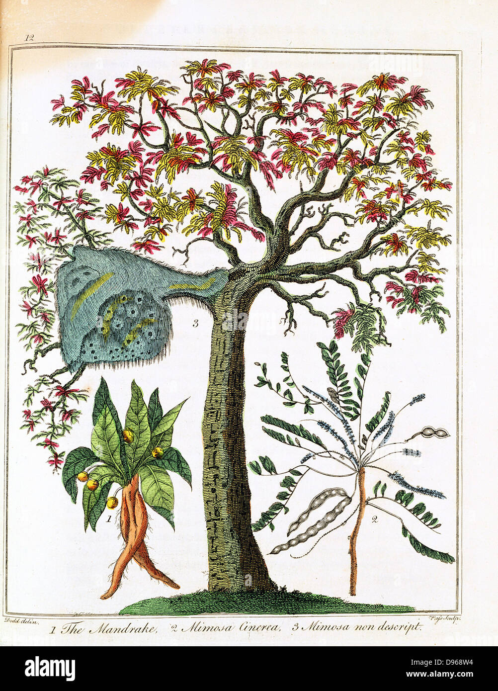 Mandrake (bottom left) Sensitive plant (bottom right) & Acacia. Print published London c1795. Stock Photo