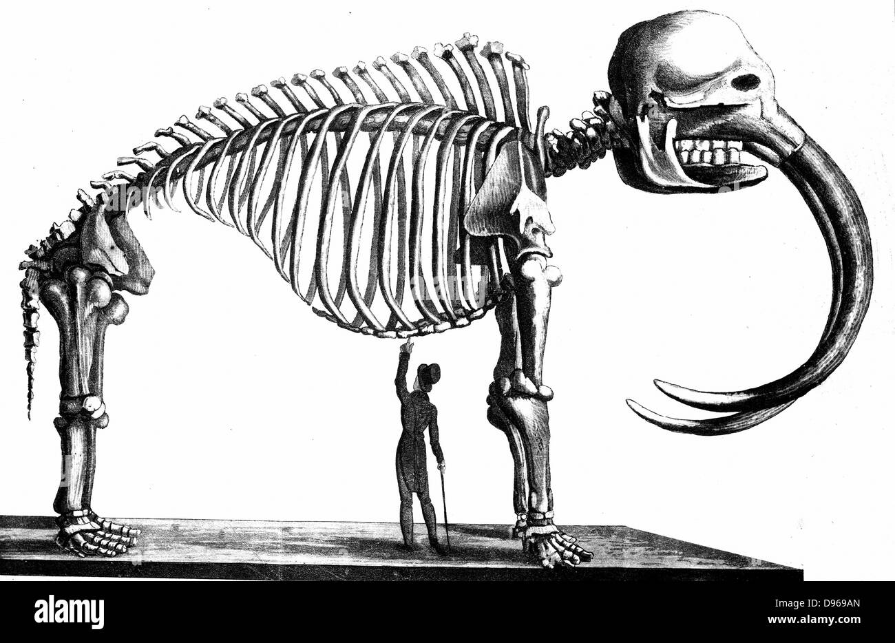 Skeleton of Mammoth discovered in 1817 by Dr Mitchell of New York at Goschen, Orange County and later assembled in the Philadelphia Museum.  From Simeon Shaw 'Nature Displayed', London,  1823. Lithograph Stock Photo