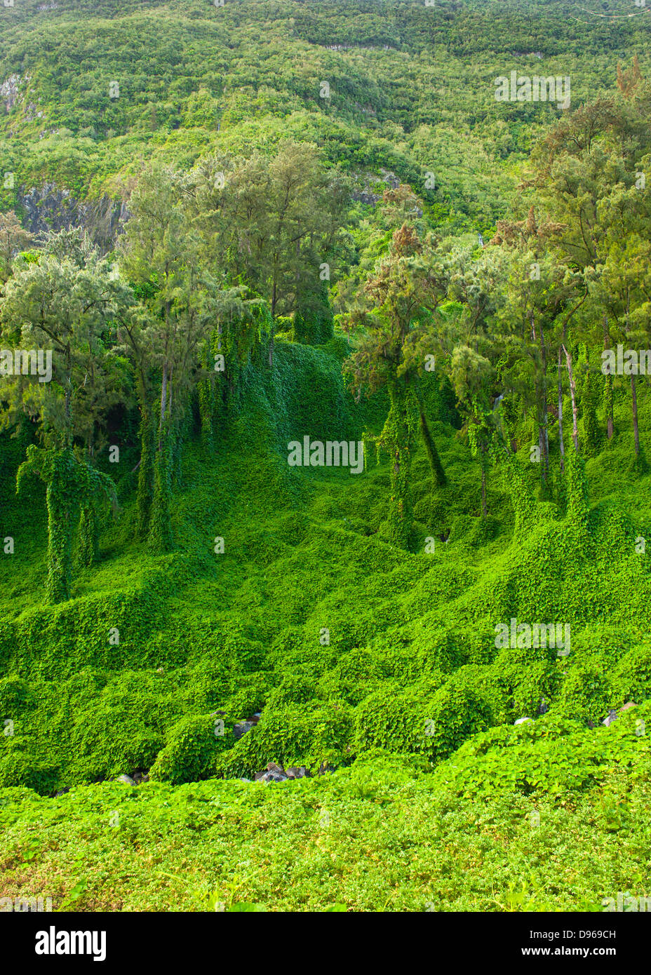 Tropical vegetation growing in the Cirque de Salazie caldera on the French island of Reunion in the Indian Ocean. Stock Photo