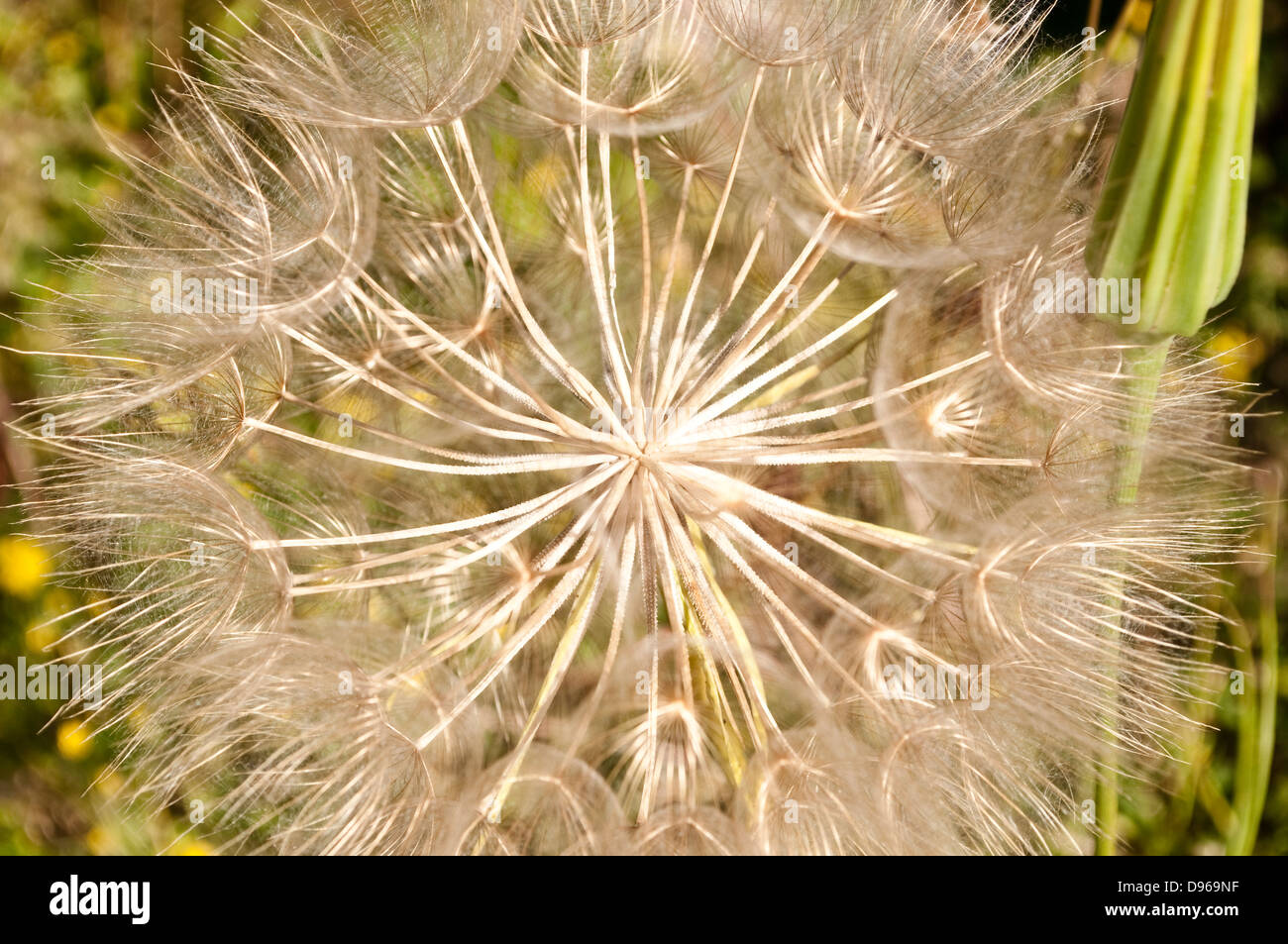 Catsear 'false dandelion' clock Stock Photo