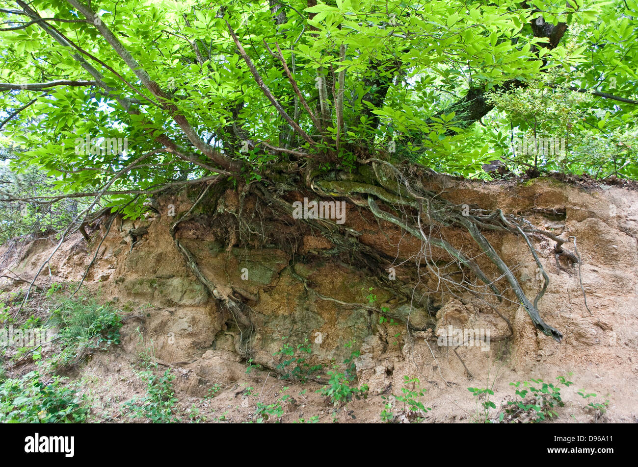 Exposed roots of chestnut tree due to soil erosion, the Cevennes near Lasalle, Southern France Stock Photo