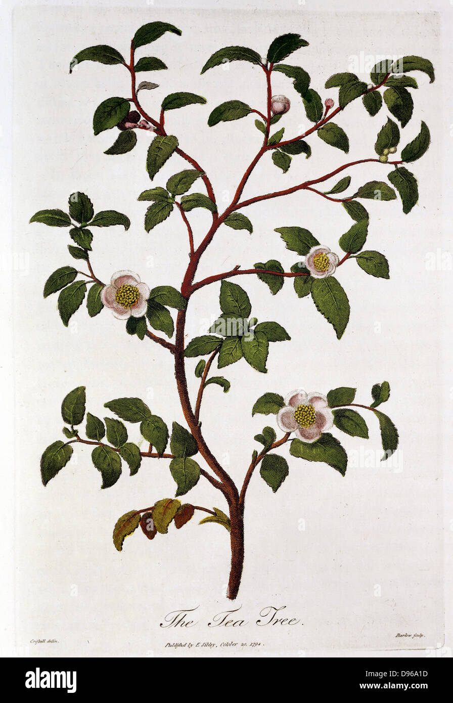 Tea:  Branch of Camellia sinensis. Hand-coloured engraving, London, 1798. Stock Photo