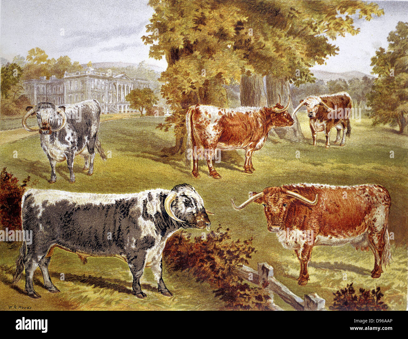 Longhorn cattle owned by Sir John Harpur-Crewe, Calke Abbey. Robert Bakewell (1725-1795) of Dishley, Leicestershire, improved the breed. Dual purpose, beef and dairy. Chromolithograph  1885. Stock Photo
