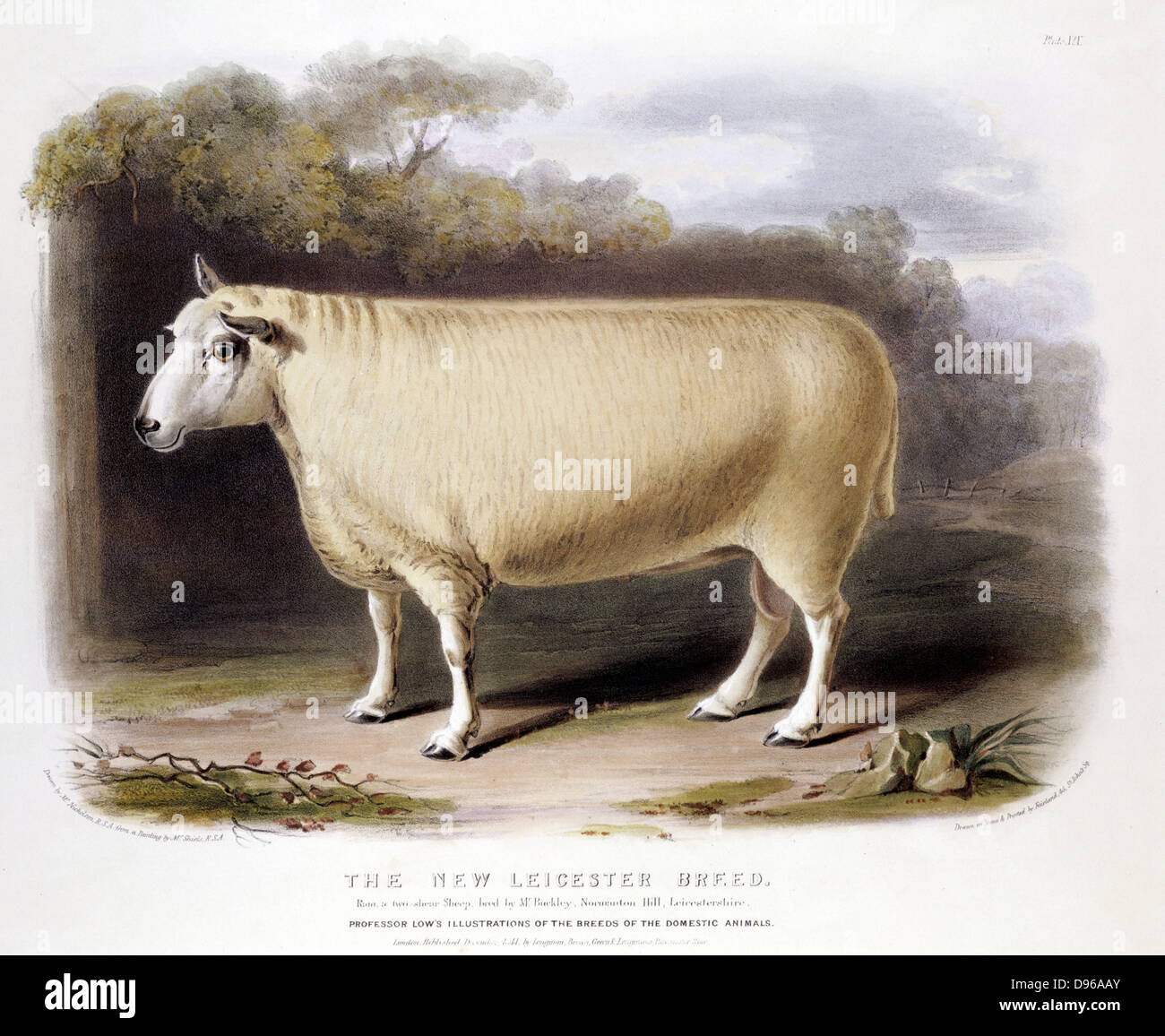 New Leicester (Dishley) ram. This breed of sheep created through selective breeding by Robert Bakewell (1725-1795) on his farm at Dishley, Leicestershire. Hand coloured lithograph 1842 Stock Photo