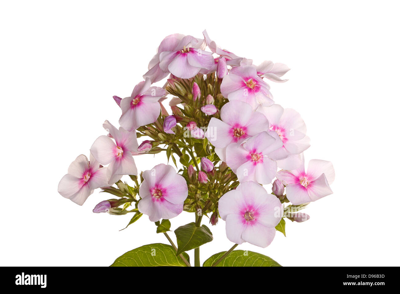 A single stem with many white and pink flowers of phlox (Phlox paniculata) and leaves isolated against a white background Stock Photo
