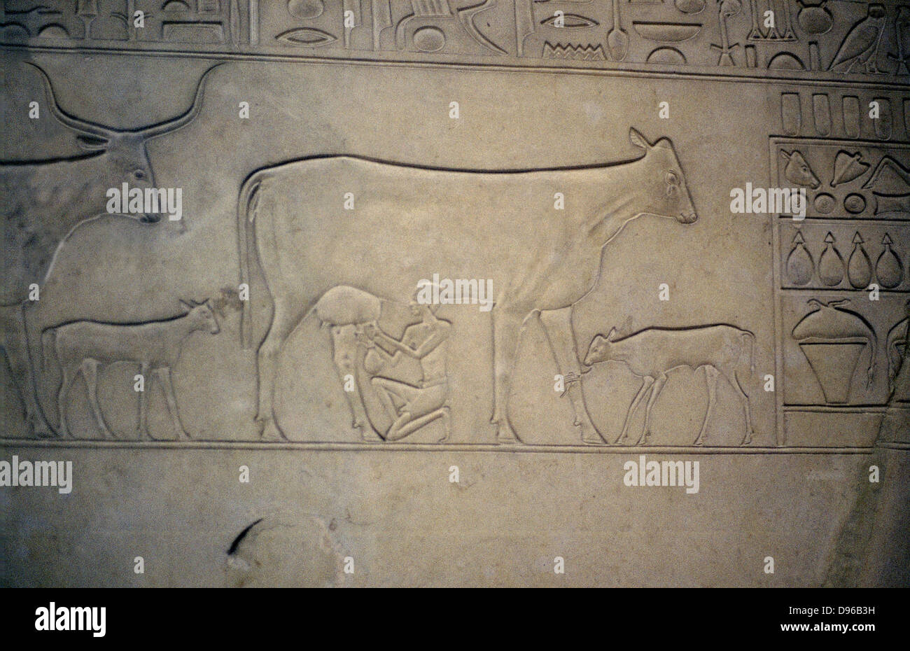 Cow being milked. Her calf is tethered to her leg. Calf behind her belongs to another cow. Detail from Middle Kingdom (c2040-1786 BC) sarcophagus Stock Photo
